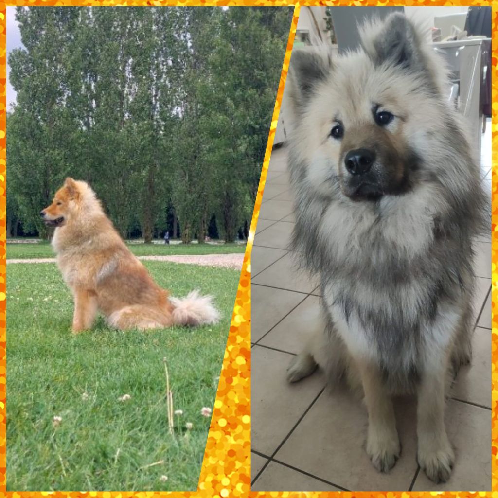 Chiots LOF attendus début juillet 2025 !