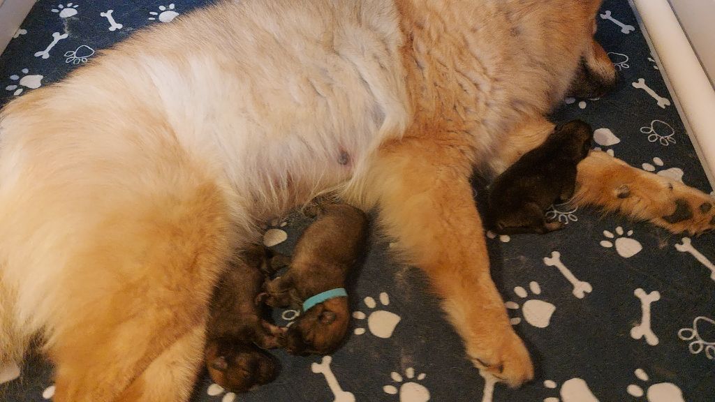 Chiot Eurasier de la Famille des Cités d'Or
