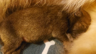 CHIOT