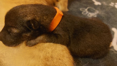 CHIOT