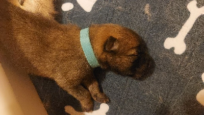CHIOT