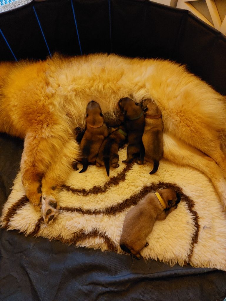 de la Famille des Cités d'Or - Eurasier - Portée née le 29/11/2022